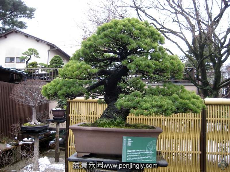 seikoen_in_omiya_bonsai_village_20111228_1609295030.jpg