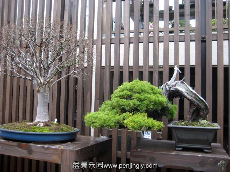 seikoen_in_omiya_bonsai_village_20111228_1632638689.jpg