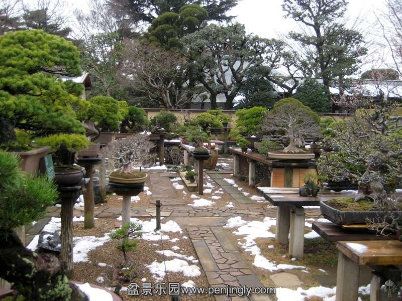 seikoen_in_omiya_bonsai_village_20111228_1763608867.jpg