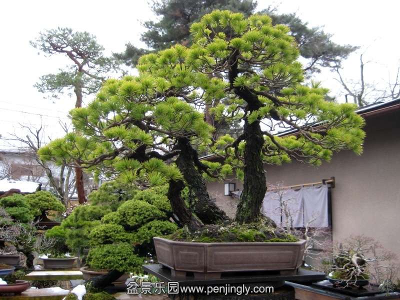 seikoen_in_omiya_bonsai_village_20111228_1836034972.jpg
