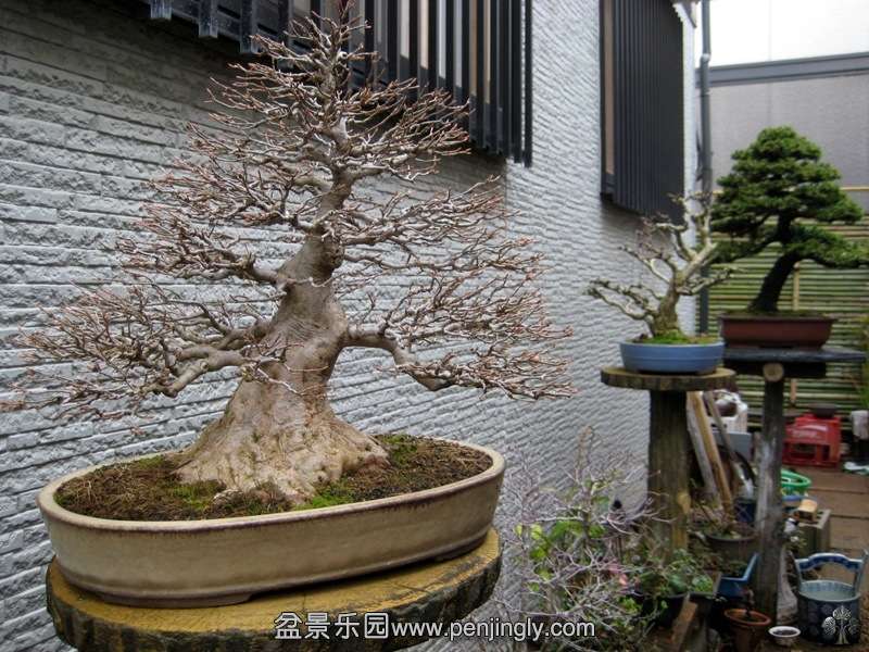 shoutouen_in_omiya_bonsai_village_20111228_1319934867.jpg