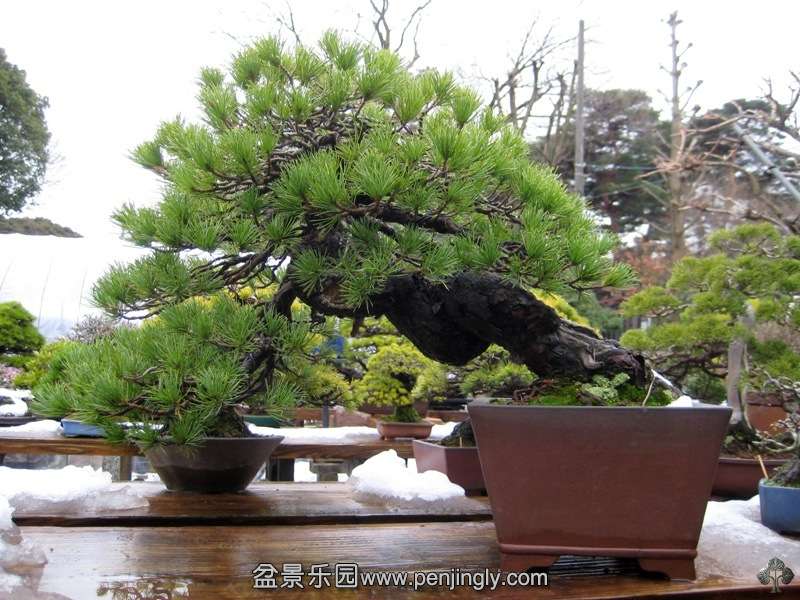 tojuen_in_omiya_bonsai_village_20111228_1116162081.jpg