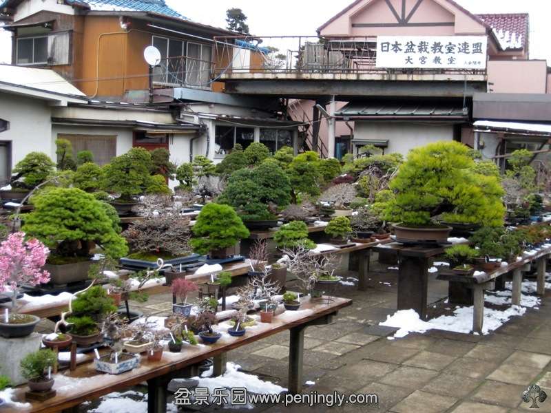 tojuen_in_omiya_bonsai_village_20111228_1250912436.jpg