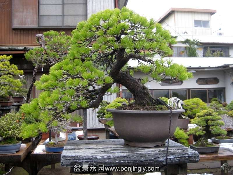tojuen_in_omiya_bonsai_village_20111228_1413860782.jpg