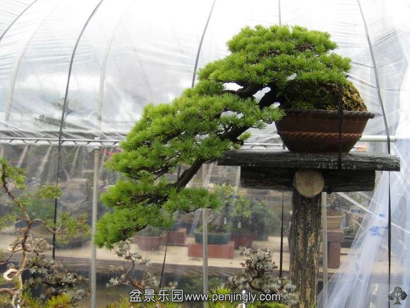 tojuen_in_omiya_bonsai_village_20111228_1580009358.jpg