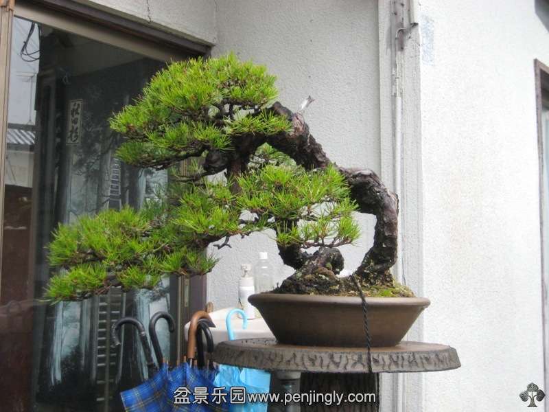 tojuen_in_omiya_bonsai_village_20111228_1617721523.jpg