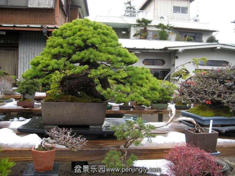 tojuen_in_omiya_bonsai_village_20111228_1785559697.jpg