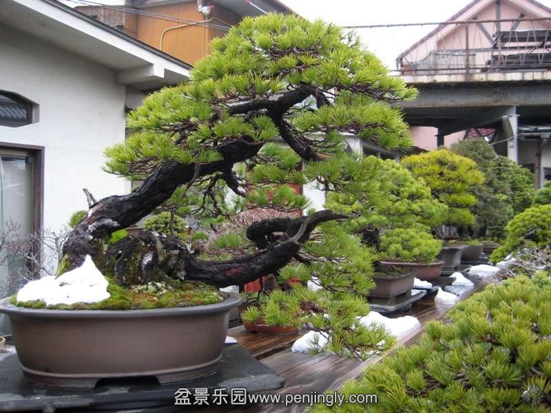 tojuen_in_omiya_bonsai_village_20111228_2064092695.jpg