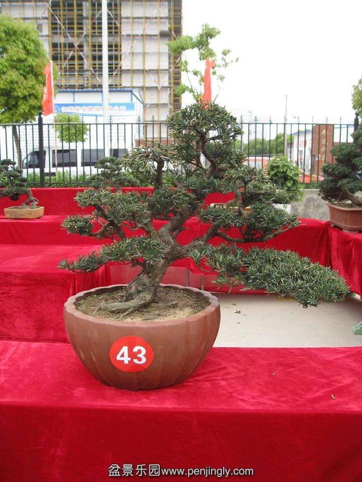 Ƭ 16676.jpg