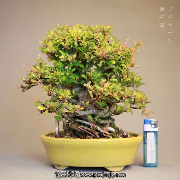 bonsai14042406.jpg