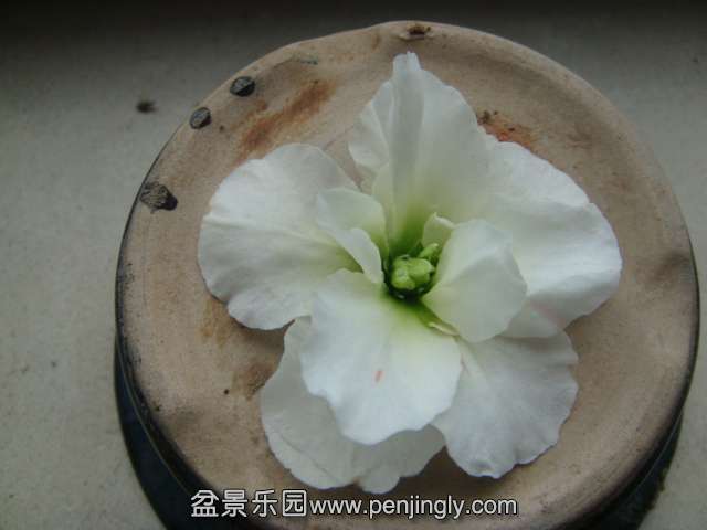 DSC04406.JPG
