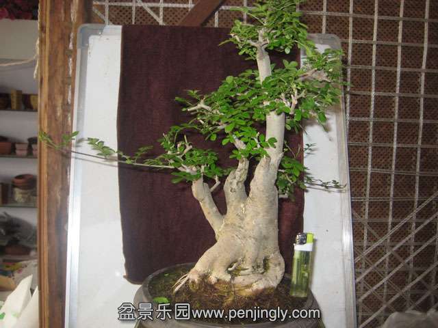 Ƭ 032.jpg