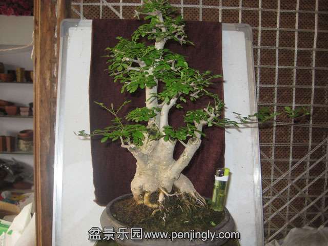 Ƭ 033.jpg