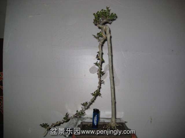 Ƭ 004.jpg