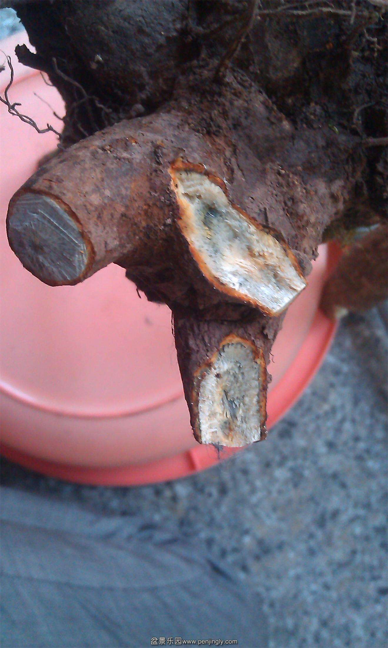 IMAG0408.jpg