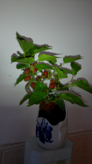 IMG_20140506_175523.jpg
