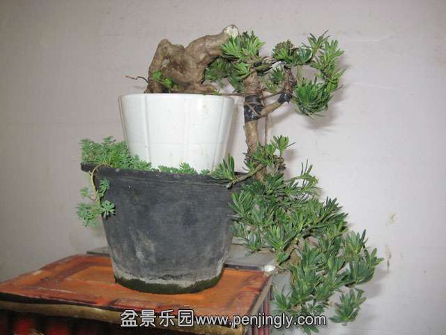 Ƭ 010.jpg