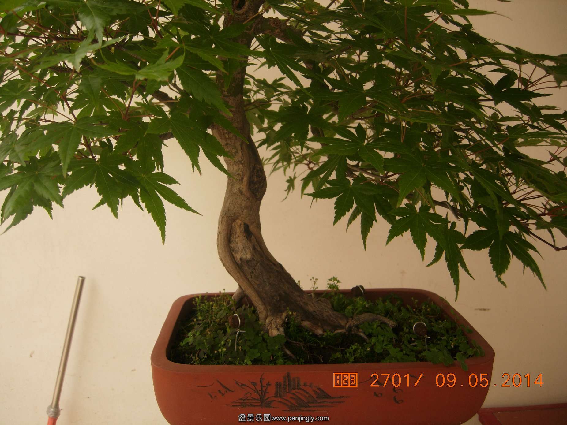 DSCN7405.JPG