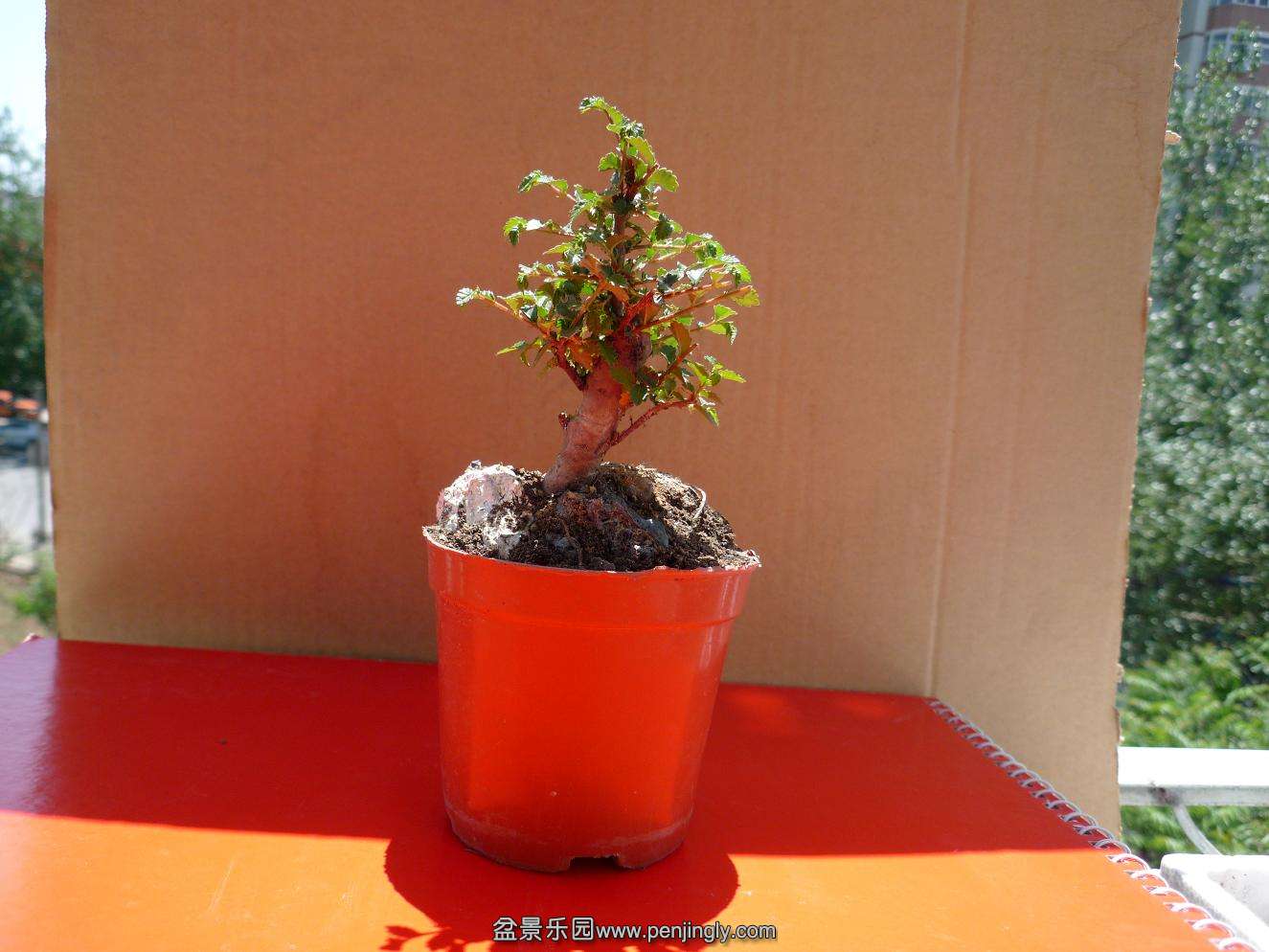 P1020331.JPG