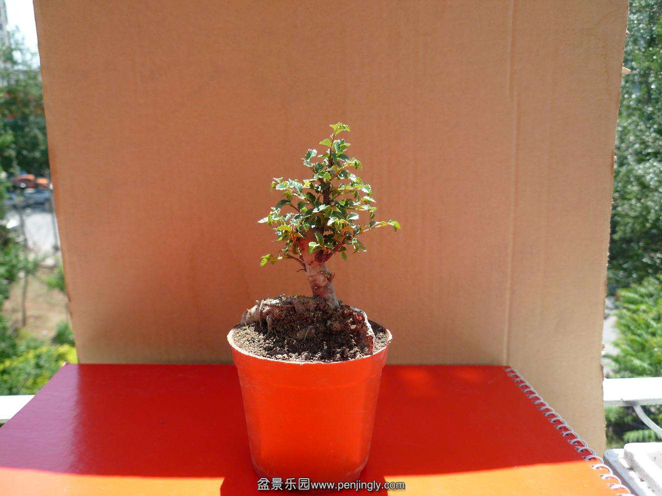 P1020332.JPG