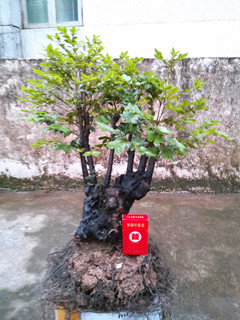 IMG20140511184442.jpg
