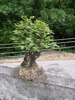 IMG20140513180811_.jpg