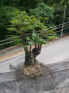 IMG20140513180827_.jpg