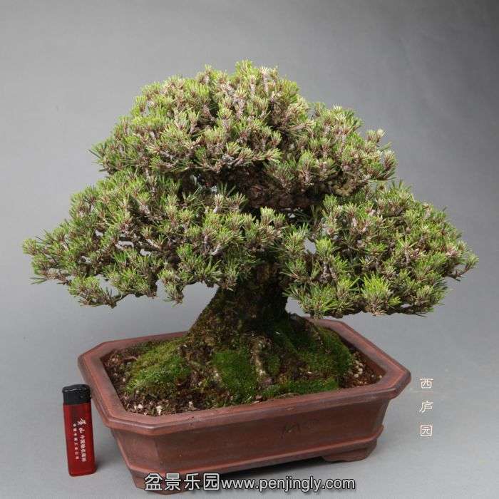 bonsai14051310.jpg