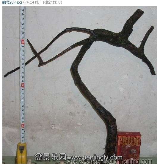 207.jpg