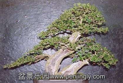 privet_slideshow3.jpg