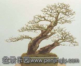 privet_slideshow4.jpg
