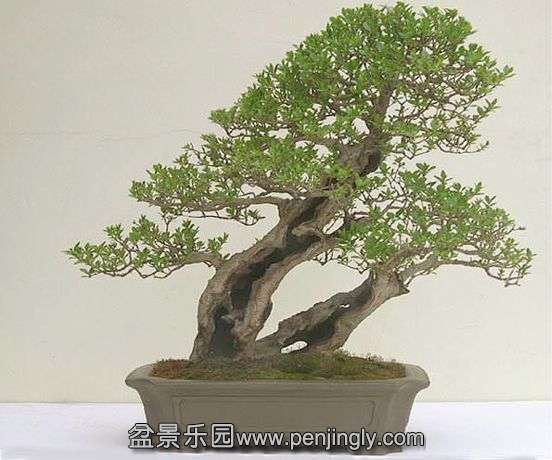 privet_slideshow5.jpg