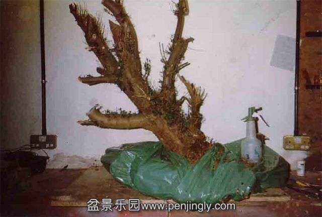 yew_slideshow1.jpg