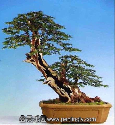 yew_slideshow3.jpg