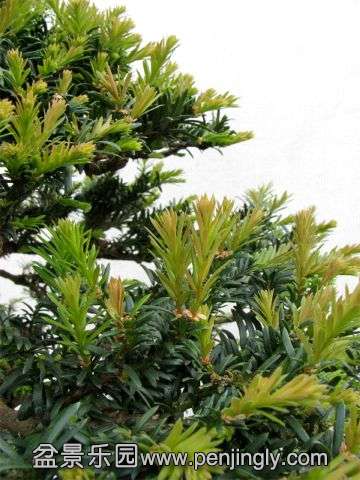 yew_slideshow9.jpg