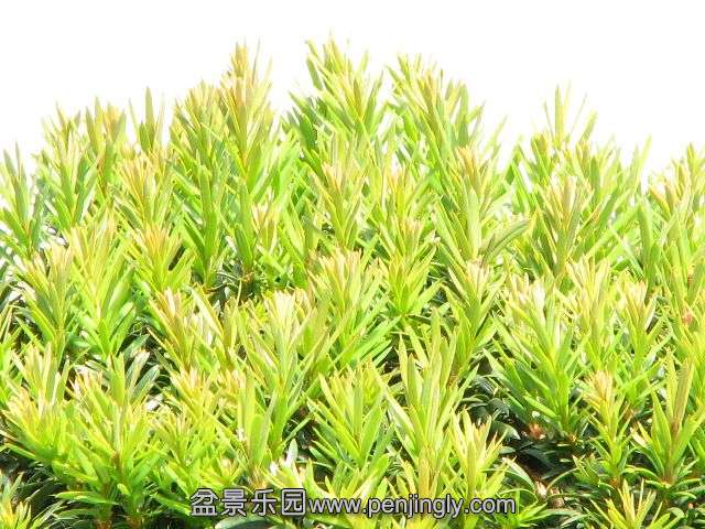 yew_slideshow10.jpg