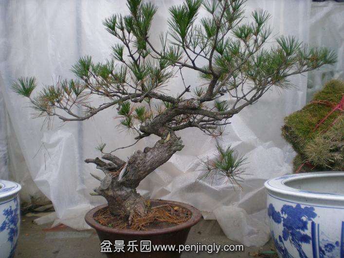 2009��12��2 008.jpg