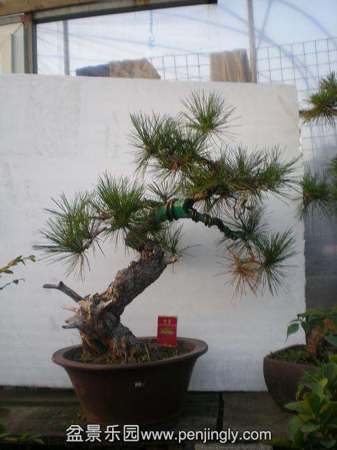 2011��10��14��С԰�գ�1�� 029.jpg