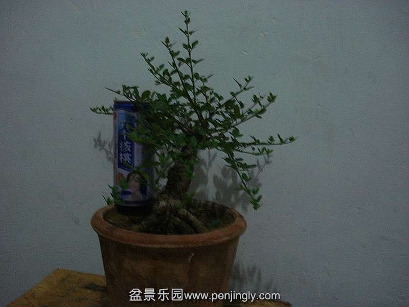 DSC08205_.jpg