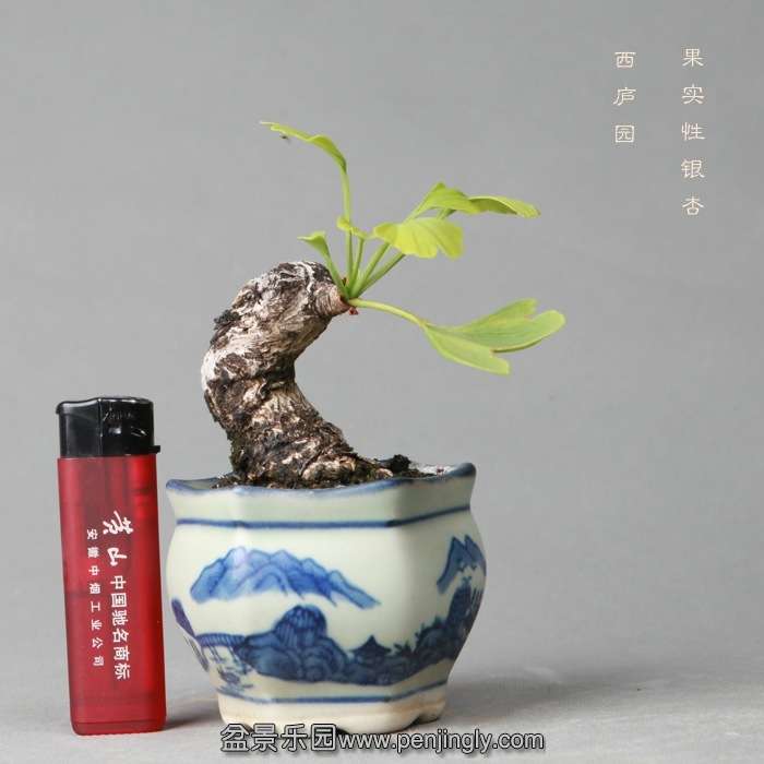 bonsai14051906.jpg