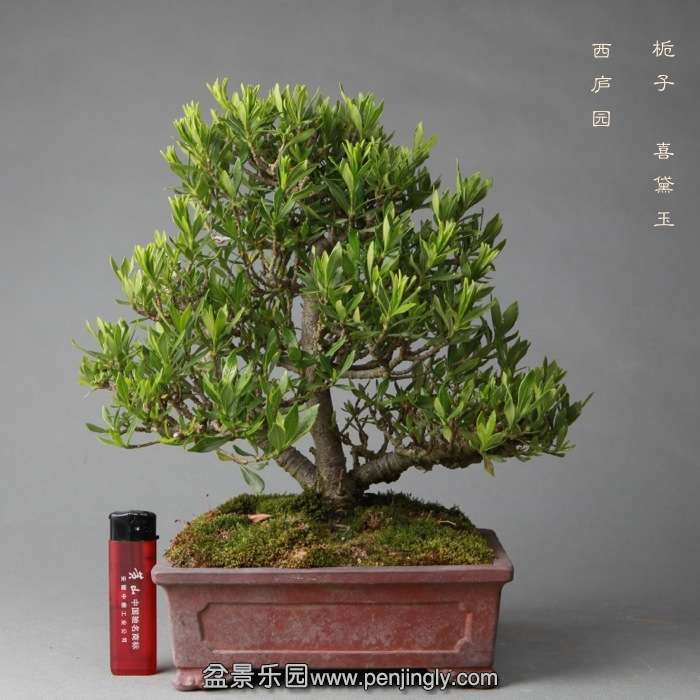 bonsai14051911.jpg