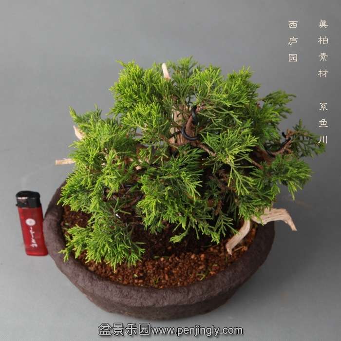 bonsai14051910.jpg