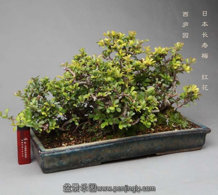 bonsai14051924.jpg
