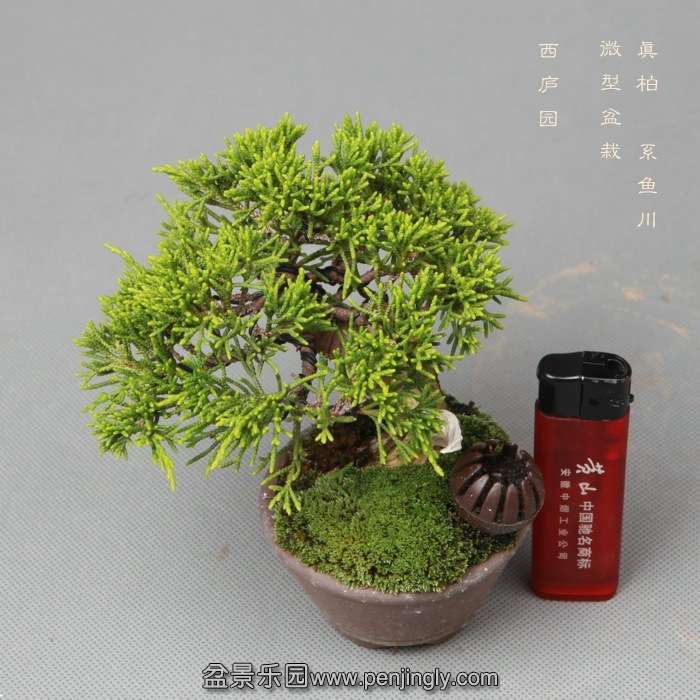 bonsai14051928.jpg