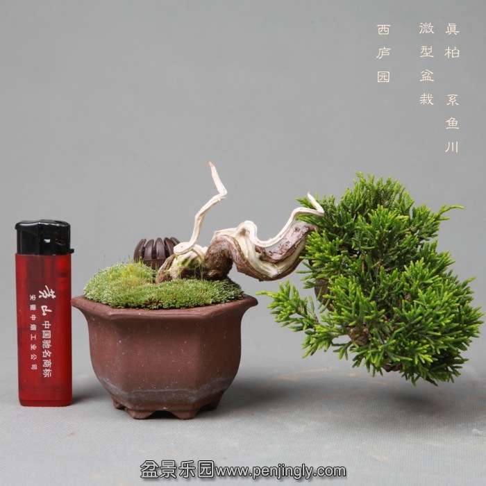 bonsai14051929.jpg