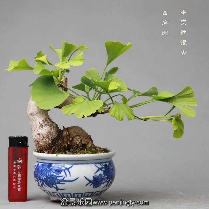 bonsai14051933.jpg