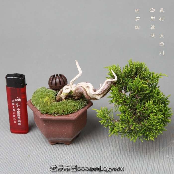bonsai14051930.jpg
