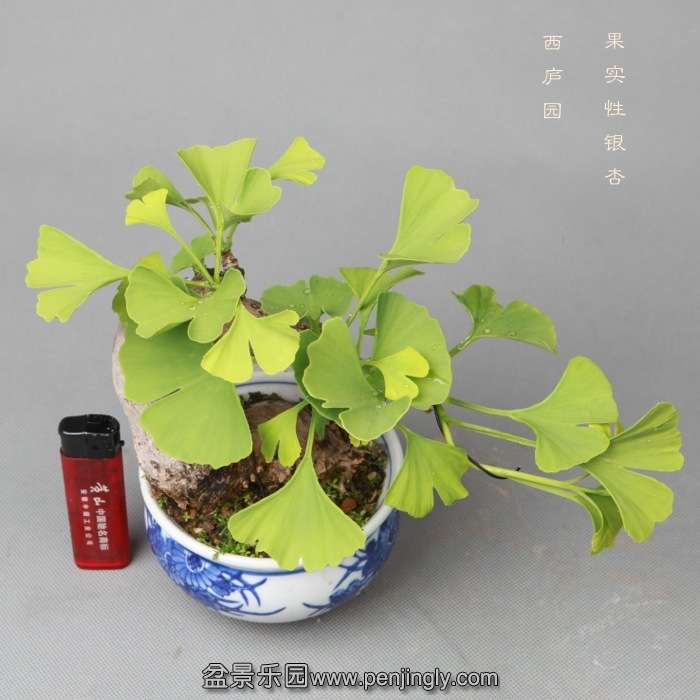 bonsai14051935.jpg