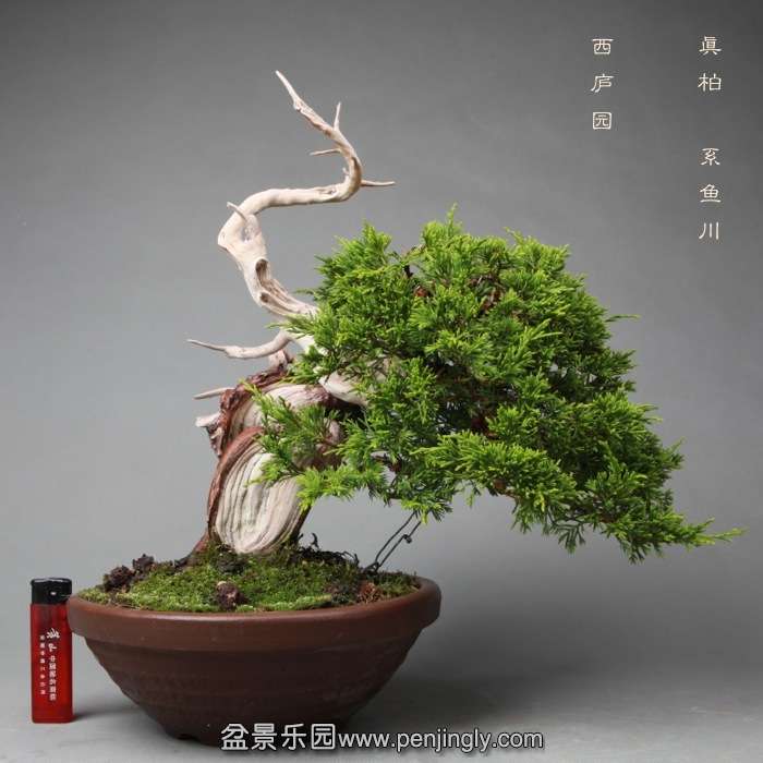 bonsai14051936.jpg