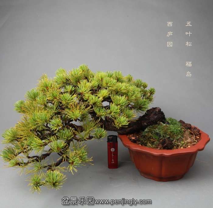 bonsai14051942.jpg
